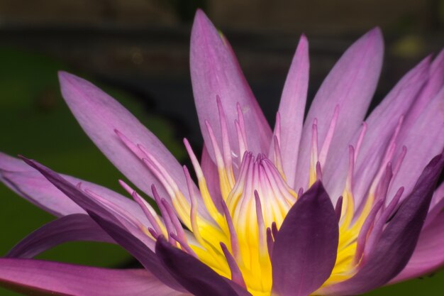 Lila Blume Lotos Waterlily-Blume, natürlich schöne Blumen im Garten