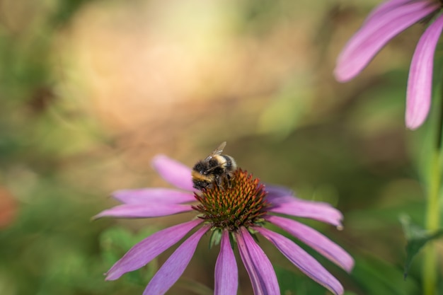 Lila Blume mit einer Biene