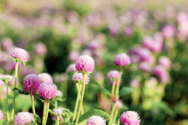 Lila Blume mit Sonnenaufgang.