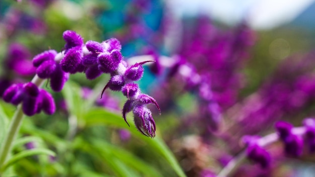 Lila Blume Salvia leuchanta mit verschwommenem Bokeh-Hintergrund