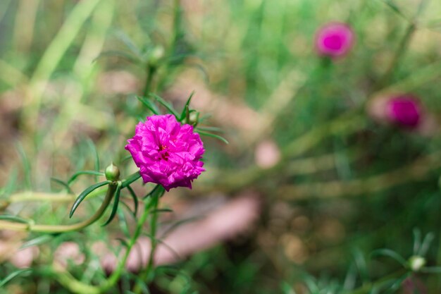 Lila Blume schöne blühende Blume auf unscharfem grünem Blatthintergrund Hochwertiges Foto Selektiver Fokus Bild einer lila Blume auf Gartenkopierraum