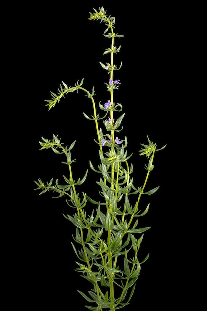Lila Blume von Ysop lat Hyssopus isoliert auf schwarzem Hintergrund