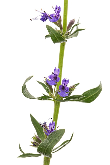 Lila Blume von Ysop lat Hyssopus isoliert auf weißem Hintergrund