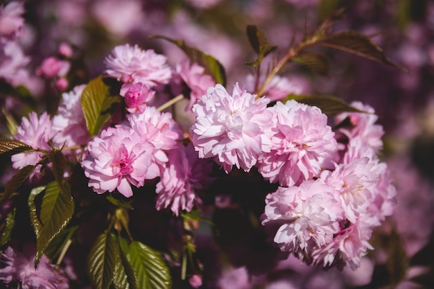 Lila Blumen am Baum