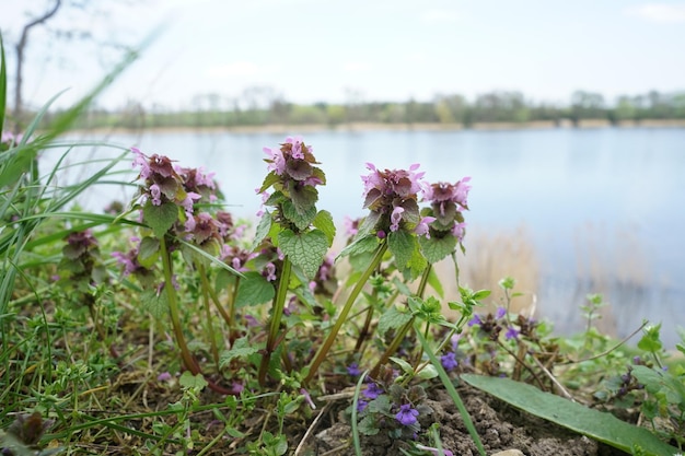 Lila Blumen am Ufer eines Sees