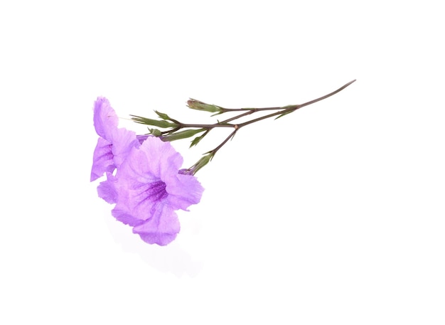 Lila Blumen auf einem weißen Hintergrund