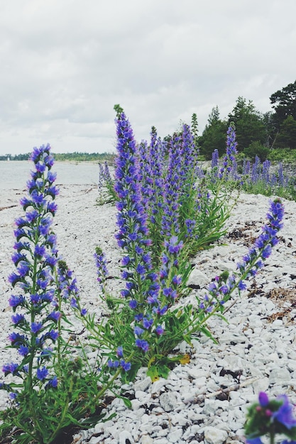 Foto lila blumen blühen auf dem feld gegen den himmel