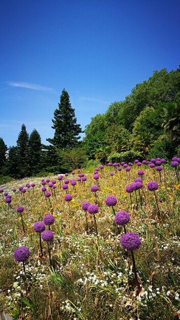 Foto lila blumen blühen auf dem feld gegen den klaren blauen himmel