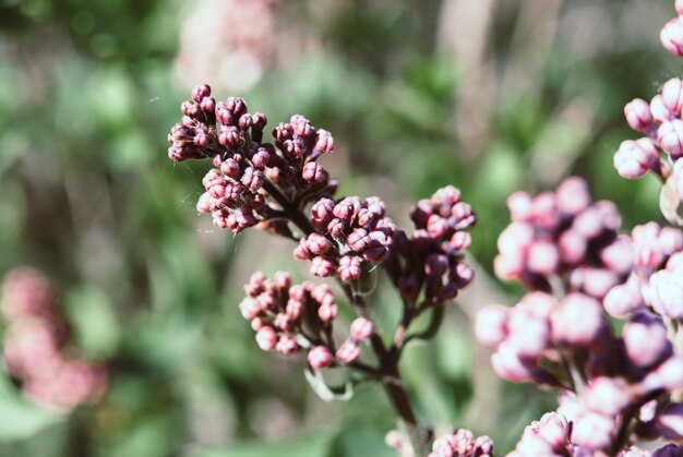 Lila Blumen blühen im Mai.