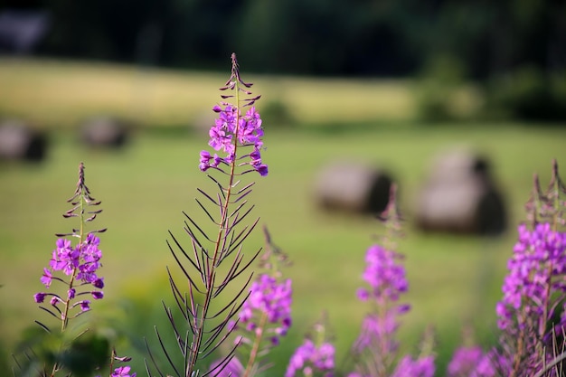 Lila Blumen, die auf dem Feld wachsen