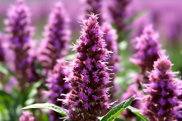 Lila Blumen im Feld Nahaufnahme Naturhintergrund