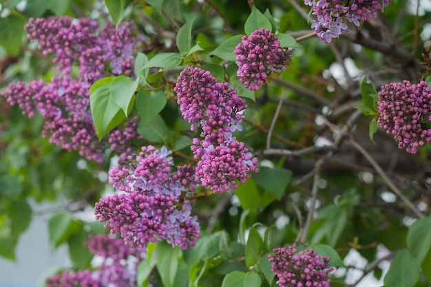 Lila Blumen im Garten Ein schöner Strauß lila Nahaufnahme