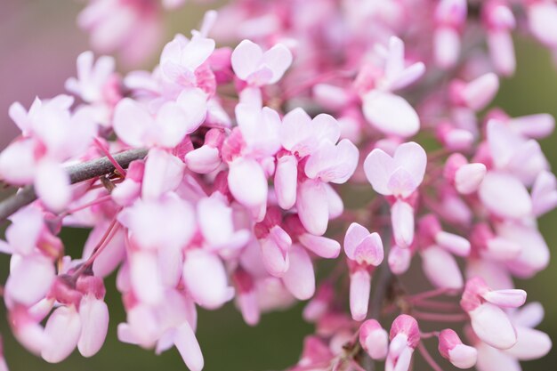 Lila Blumen im Garten