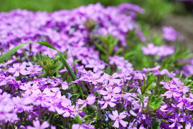 Lila Blumen im Garten