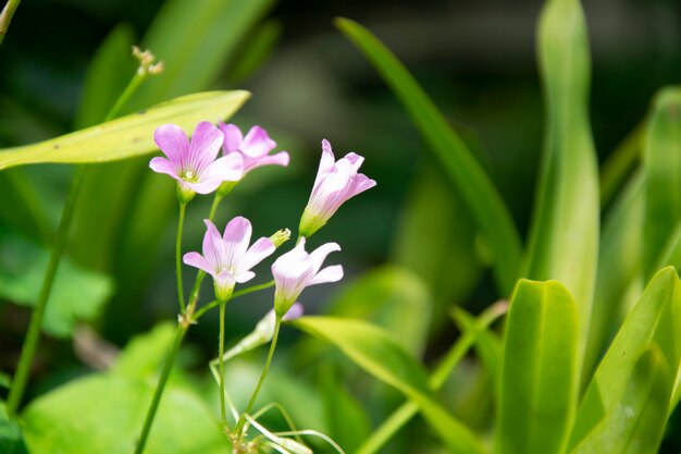 Lila Blumen im Garten