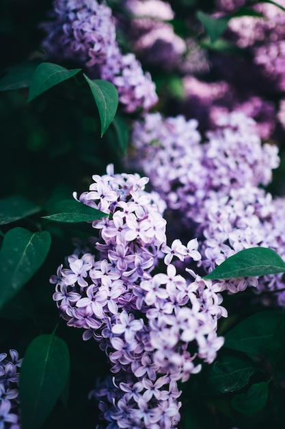 Lila Blumen im Garten