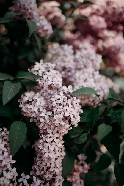 Lila Blumen im Garten