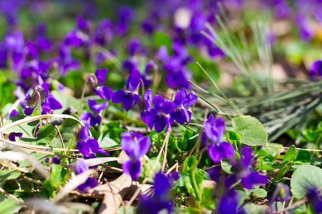 Lila Blumen im Gras mit den Blättern darauf