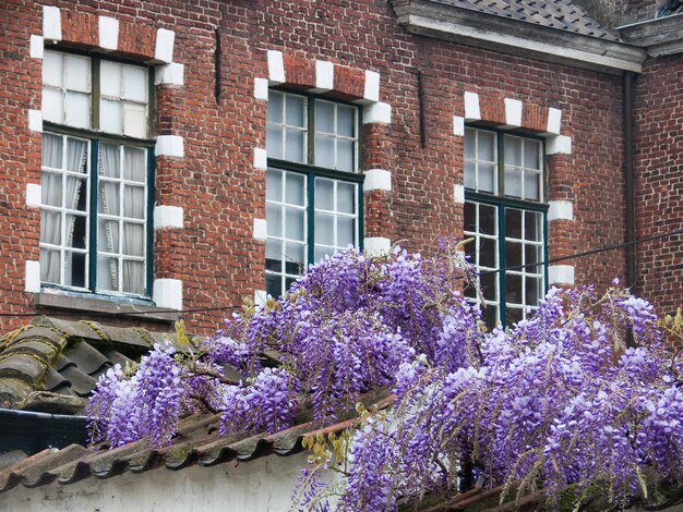 Lila Blumen im Hinterhof