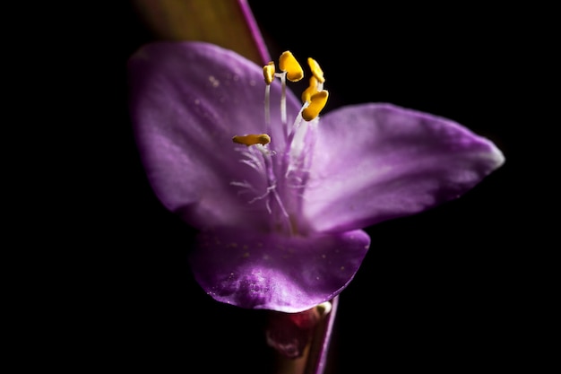 Lila Blumen im schwarzen Hintergrund