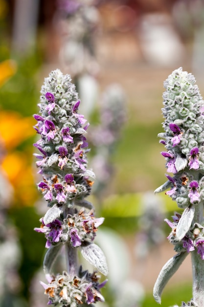 Foto lila blumen im sommer