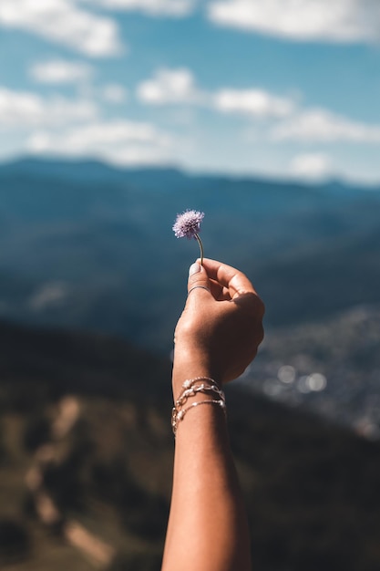 Lila Blumen in der Hand auf einem Hintergrund von Bergen