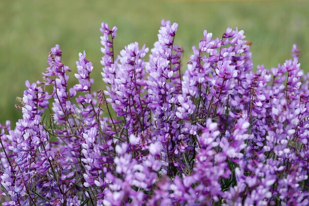 Lila Blumen in der Natur Blumenhintergrund