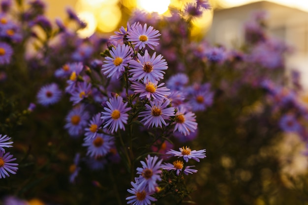 Lila Blumen in der Natur mit Sonnenuntergangslichtern.