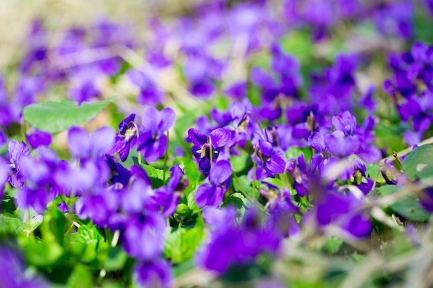 Lila Blumen in einem Feld mit grünen Blättern