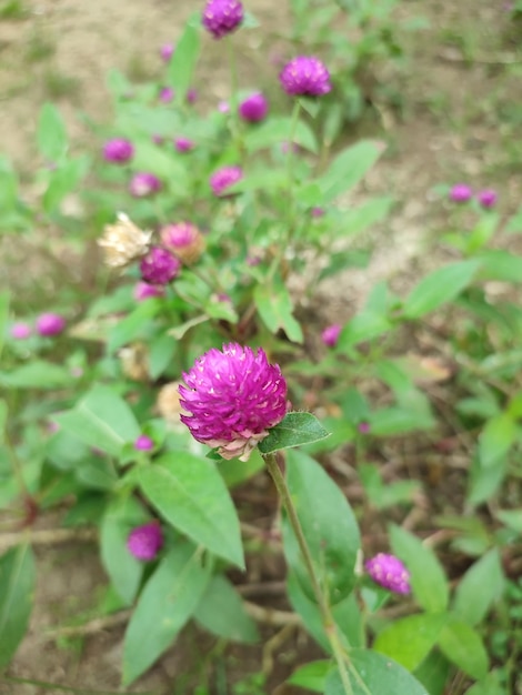 lila Blumen in einem Garten