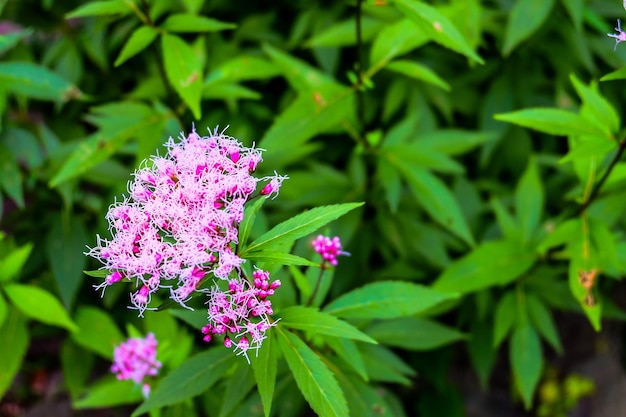 Lila Blumen in Tokio