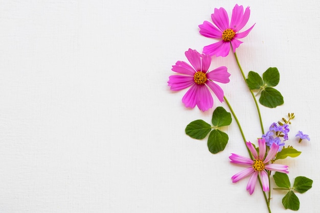 lila blumen kosmos anordnung flach im postkartenstil