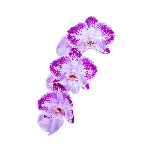 Lila Blumen Orchideen isoliert auf weißem Hintergrund