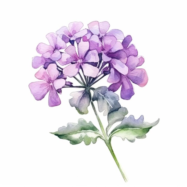 Lila Blumen sind in Aquarell auf einem weißen Hintergrund gemalt, generative KI