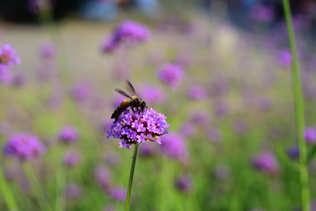 Lila Blumen und Bienen