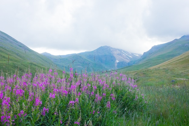 Lila Blumen und ein Berggipfel unter den Wolken