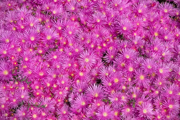 Lila Blumen und große Gruppen von schönem Hintergrund Rosa Astern im Garten Rosa Gänseblümchen Textur Violetter Kamillenhintergrund Rosa und lila Moos-Phlox-Blumen Ansicht von oben