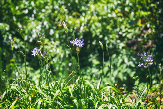 Lila Blumen und Laub Hintergrundbild