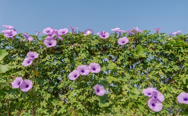 Lila Blumen unter blauem Himmel