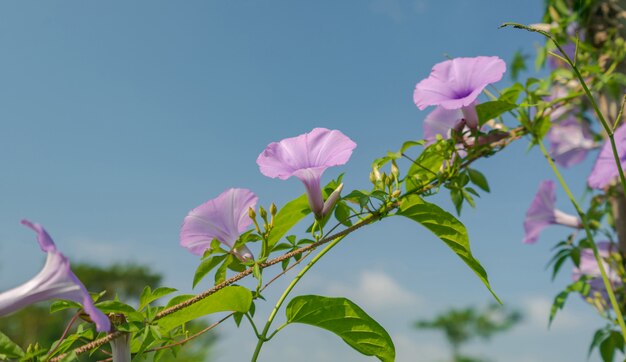 Lila Blumen unter blauem Himmel