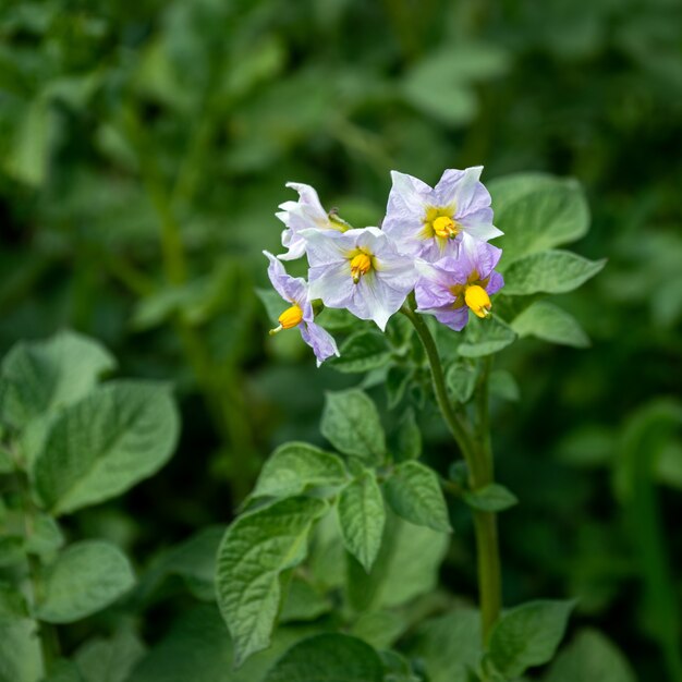 Lila Blumen von Kartoffeln wachsen in einem Gemüsegarten