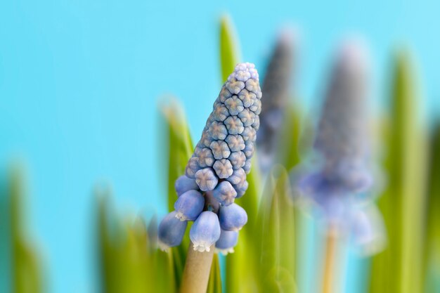 Lila Blumen wachsen in der Frühlingssaison