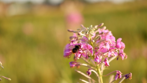 Lila Blumen Weidenröschen mit Hummel im Garten