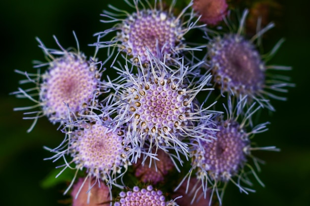 Foto lila blumenstrauß auf einer pflanze