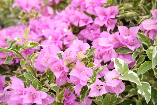 Foto lila bougainvillea-blüten blühen im garten