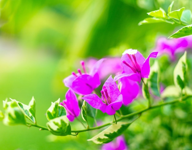 Lila Bougainvillea-Blume ist schön blühende Blume grünes Blatt Hintergrund Frühling wächst