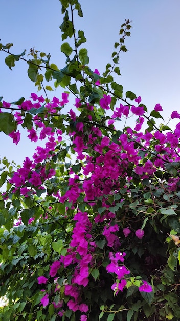 lila Bougainvillea-Busch