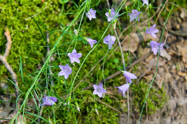 Foto lila campanula-blumen im wald