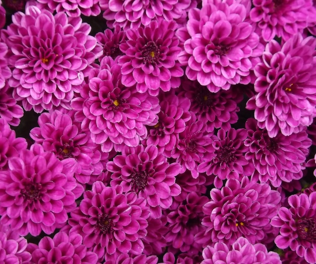 Lila Chrysantheme Blumenbeet Hintergrund