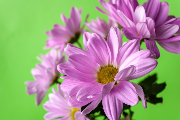 Lila Chrysanthemen auf einem grünen Hintergrund, Nahaufnahme, Kopienraum, selektiver Fokus